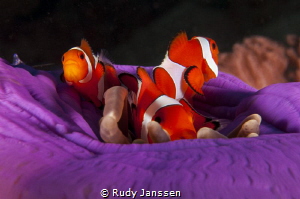 Nemo family by Rudy Janssen 